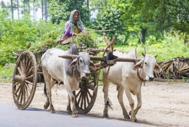 Birman çiftçi binme öküz arabası