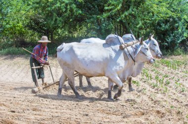 Myanmar Birmanya çiftçi