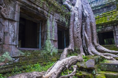 Kamboçya 'daki Angkor Wat Tapınağı
