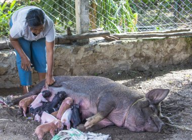 Domuz yavruları emdikleri domuz