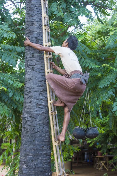 Birmese boer een palmboom te klimmen — Stockfoto