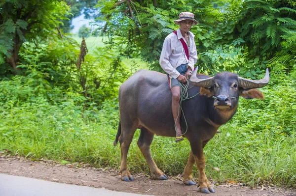 Birmański rolnika w Myanmar — Zdjęcie stockowe