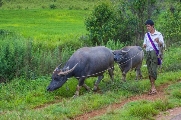 Бирманский пастух в Мьянме — стоковое фото