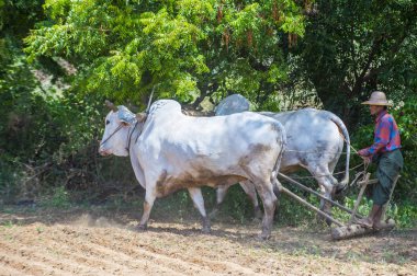 Myanmar Birmanya çiftçi