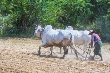 Myanmar Birmanya çiftçi