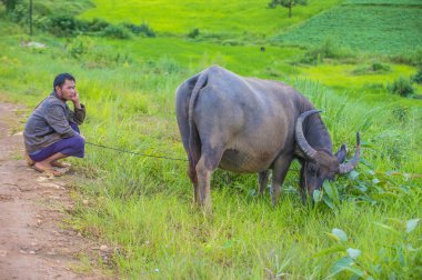 Myanmar Birmanya çoban