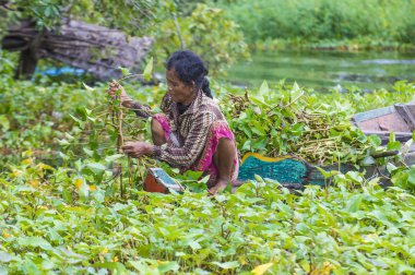 Tonle sap Gölü Kamboçya