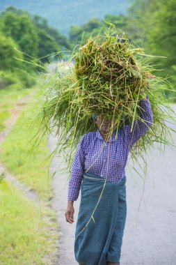 Myanmar Birmanya çiftçi