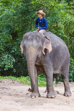 Kamboçya'da fil binici