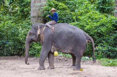 Kamboçya'da fil binici