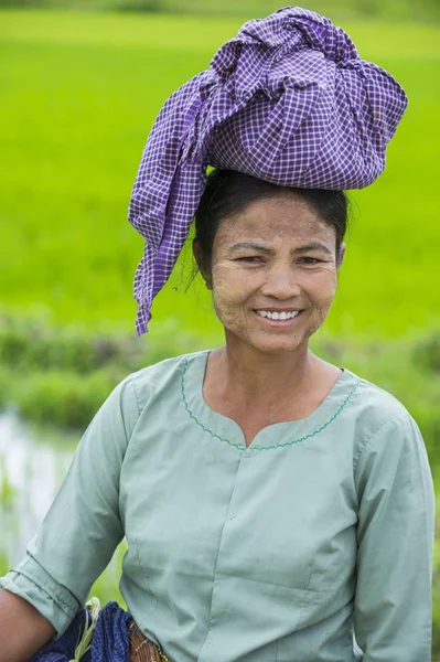 Bir pirinç alan, Birmanya çiftçi 
