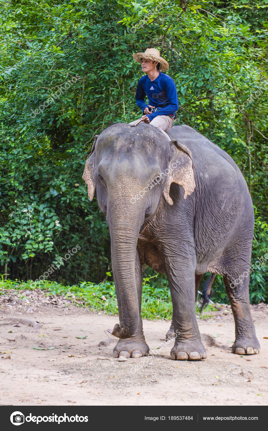 Elephant Rider In Cambodia Stock Editorial Photo C Kobbydagan