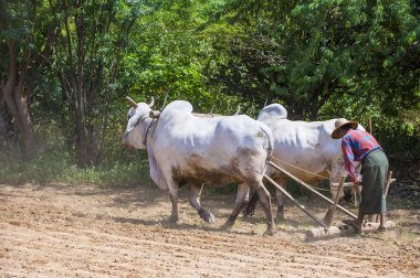 Myanmar Birmanya çiftçi