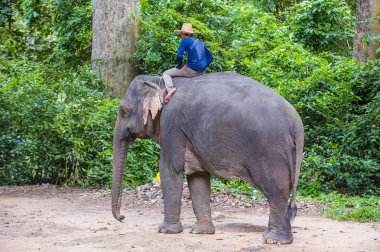 Elephant rider in Cambodia clipart