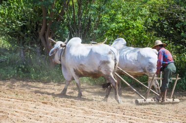 Myanmar Birmanya çiftçi