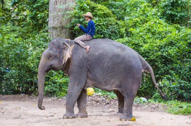 Kamboçya'da fil binici