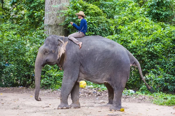 大象车手在柬埔寨 — 图库照片