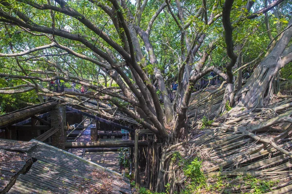 Tainan siatki domek na drzewie — Zdjęcie stockowe