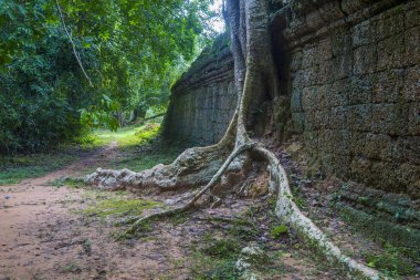 Siem Reap, Kamboçya - 15 Ekim: Ta Prohm Tapınağı Angkor Thom, 15 Ekim 2017 üzerinde Kamboçya Siem Reap, Angkor Thom Khmer İmparatorluğu'nun son ve sermaye city oldu.