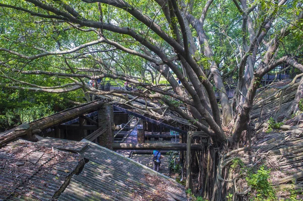 2019年9月28日台湾台南安平树屋 这棵树是台南的旅游胜地 — 图库照片