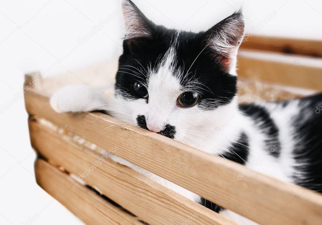 Young cat in a wooden box