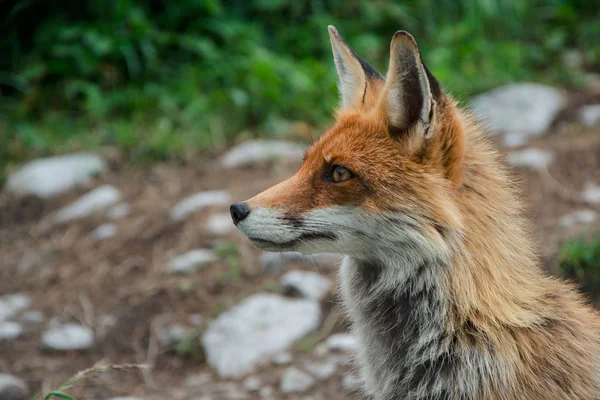 Fox na wsi (Vulpes vulpes), Wysokie Tatry, Słowacja — Zdjęcie stockowe