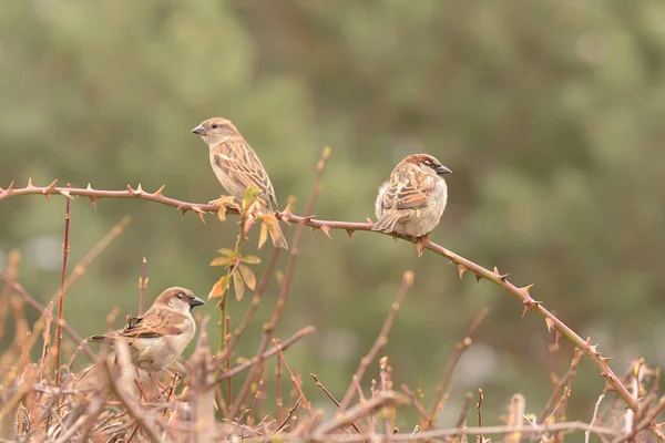 Gorriones en rama (Passer domesticus ) — Foto de Stock