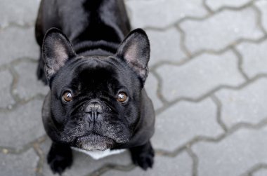 Patika üzerinde siyah Fransız buldozer / Bouledogue / Çek Cumhuriyeti