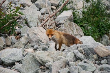 Tilki (Vulpes vulpes), kırsal kesimde yüksek Tatras, Slovakya
