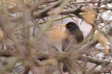 Ağaç üzerinde şube (Turdus merula karatavuk)