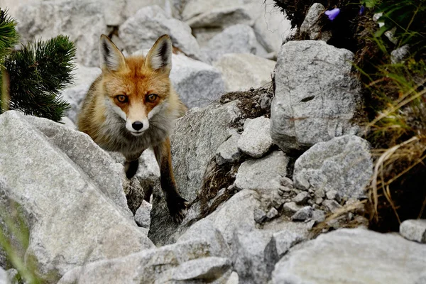 Fox in the countryside (Vulpes vulpes), High Tatras, Slovakia — Stock Photo, Image