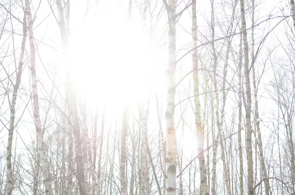 Sol brillando, a través del joven bosque de abedules en la primavera — Foto de Stock