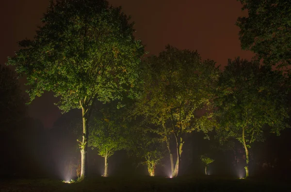 Árboles en la noche bajo las luces de rayos — Foto de Stock