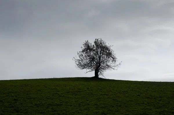 Дерево на вершині пагорба — стокове фото
