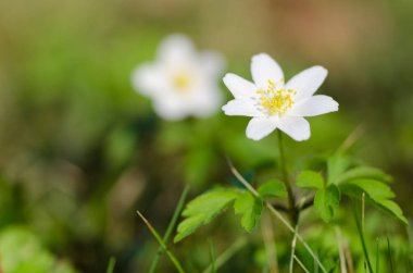 Doğada Anemone (Ranunculaceae)