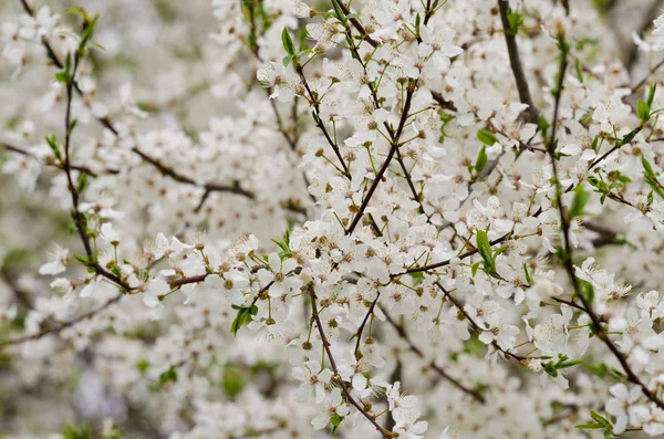 Blossoms Cherry Tree — Stock Photo, Image
