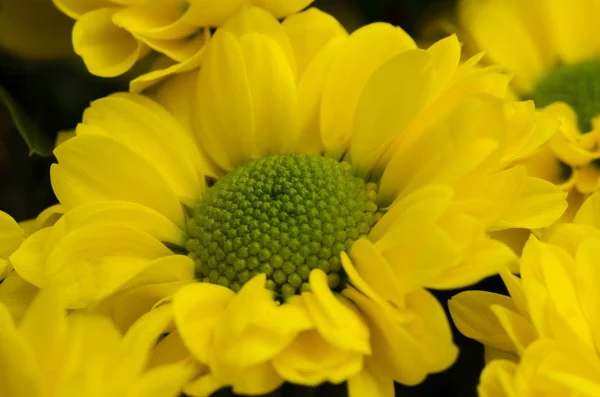 Blomma Asterales Asteraceae — Stockfoto