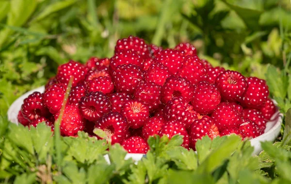 Many raspberry fruit on small white plate in the grass — Stock Photo, Image