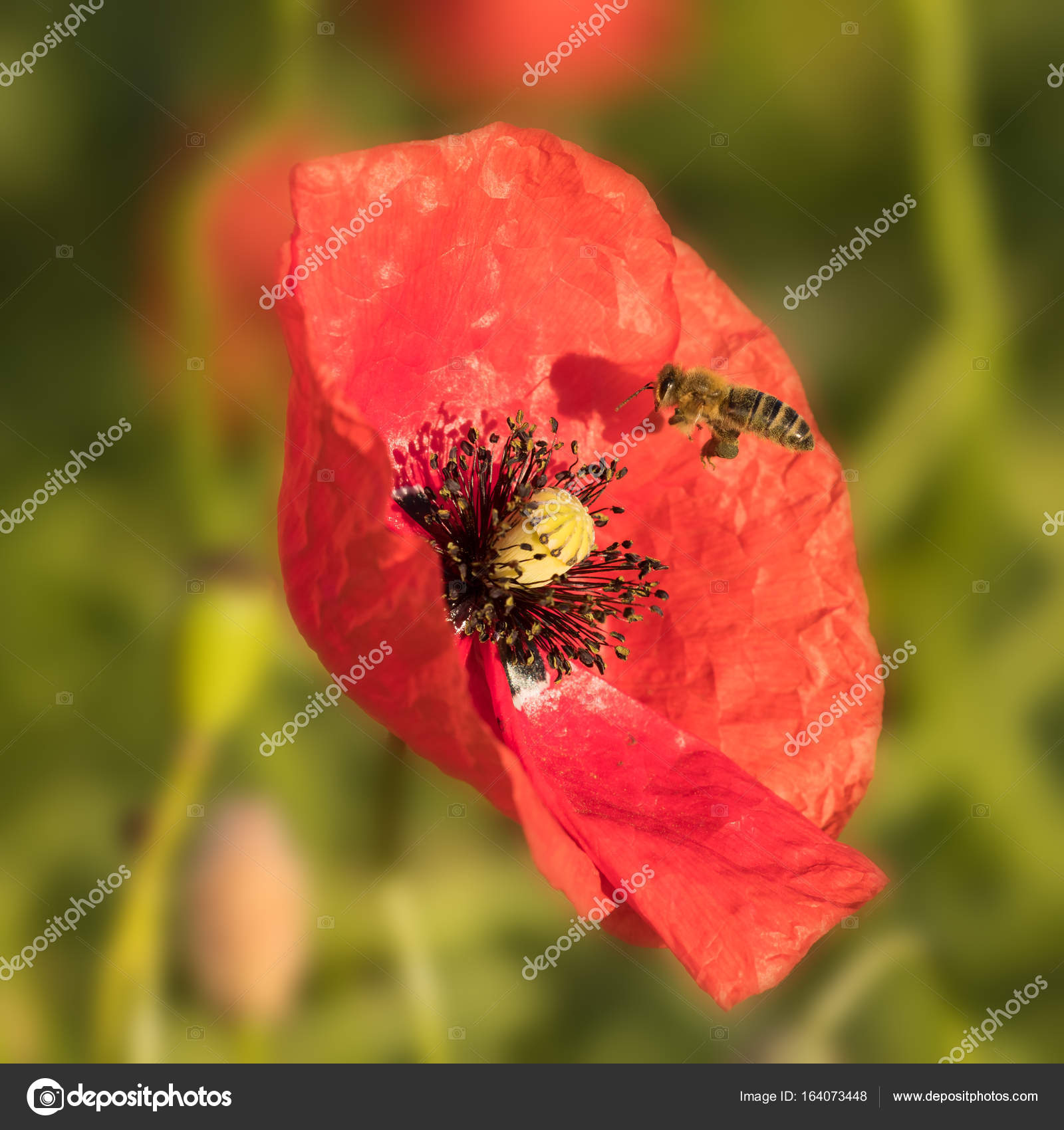 poppy and blossom