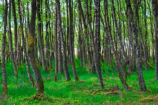 Bosque con hierba verde — Foto de Stock