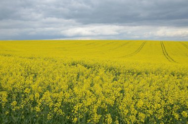 Karanlık bulutlu gökyüzü alanıyla tecavüz
