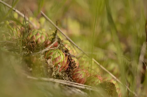 Rosso houseleek Sempervivum — Foto Stock