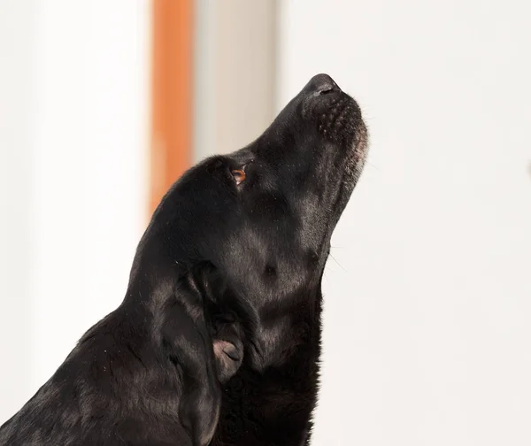 Černý Labrador pes, hlava v detailu — Stock fotografie