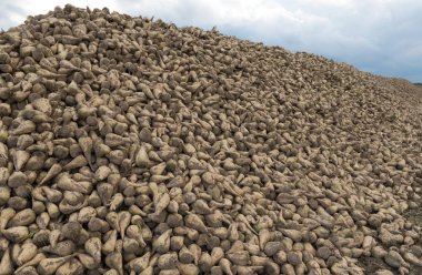 Şeker pancarı kampanya sırasında sahada Höyük üzerinde grup