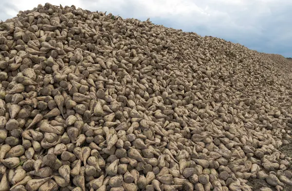 Şeker pancarı kampanya sırasında sahada Höyük üzerinde grup