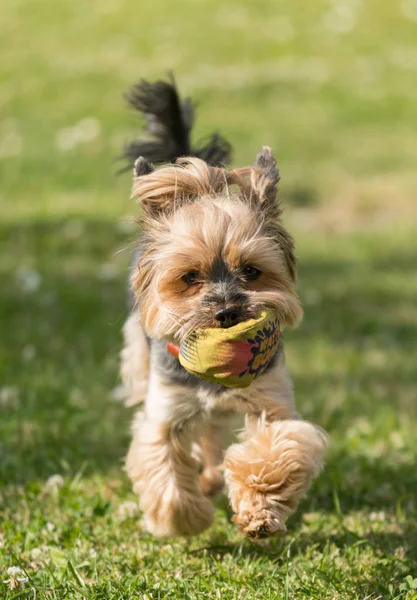 Yorkshire Terrier in detail on the grass — Stock Photo, Image