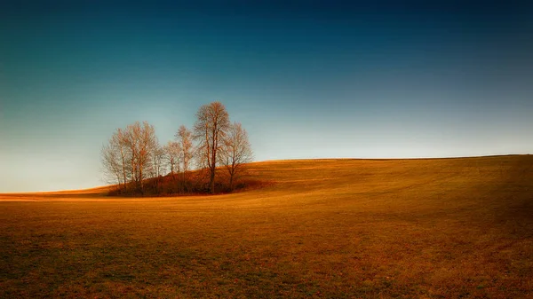 Hermoso campo con hierba y árboles en primavera — Foto de Stock