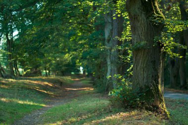 Limon ağaçları sokakta yaz, Helfstyn, Çek Cumhuriyeti