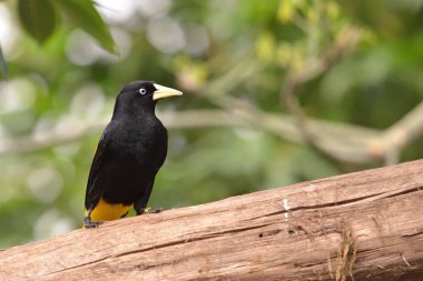 Dalı, Cacicus cela sarı butlu cacique
