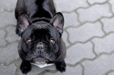 Yukarıya bakıyor Fransız siyah bulldog